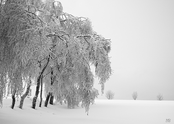 White World